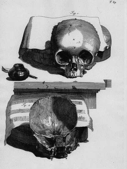 cowper-skull