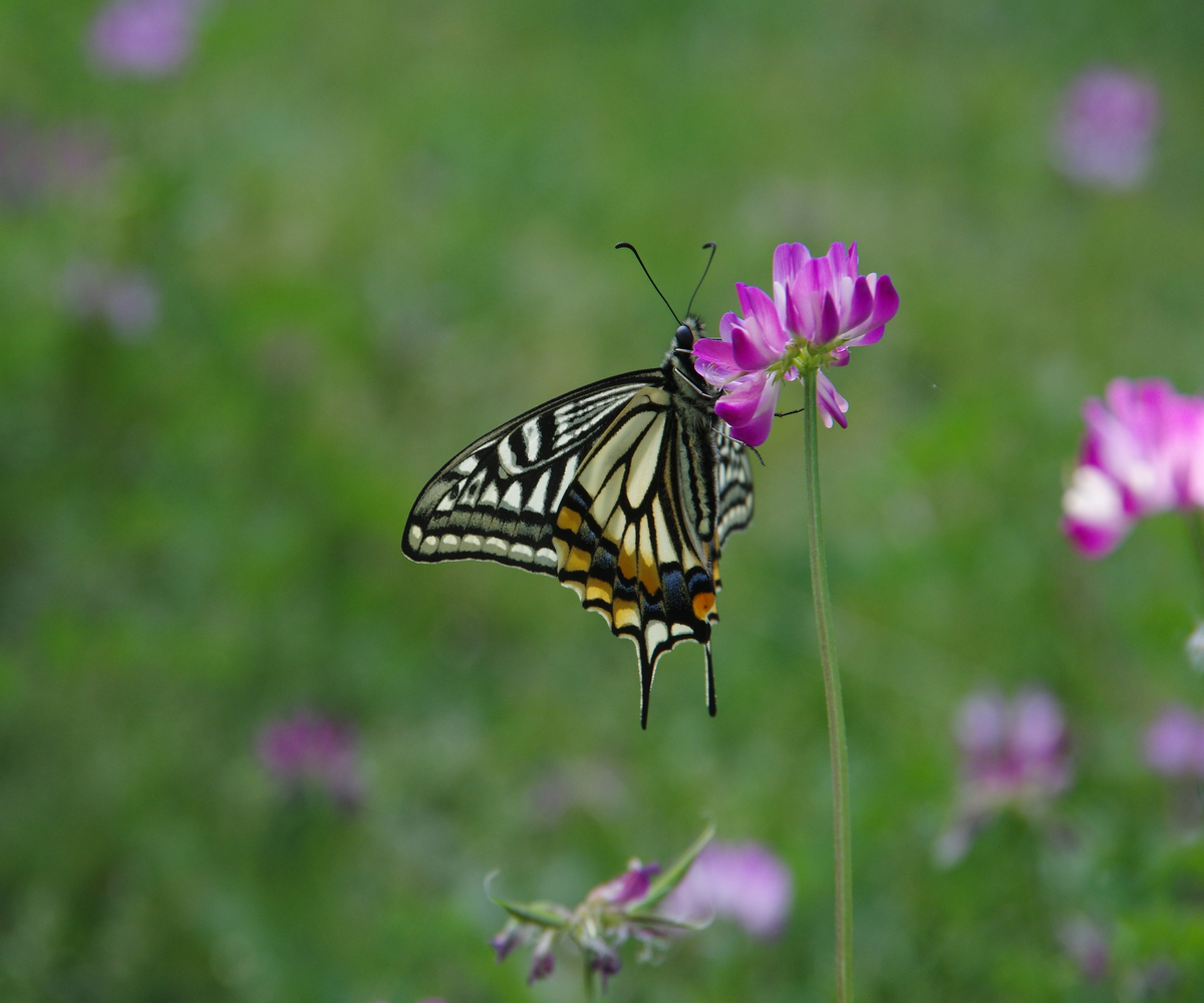 配布・参考資料Distribution & Reference Materials