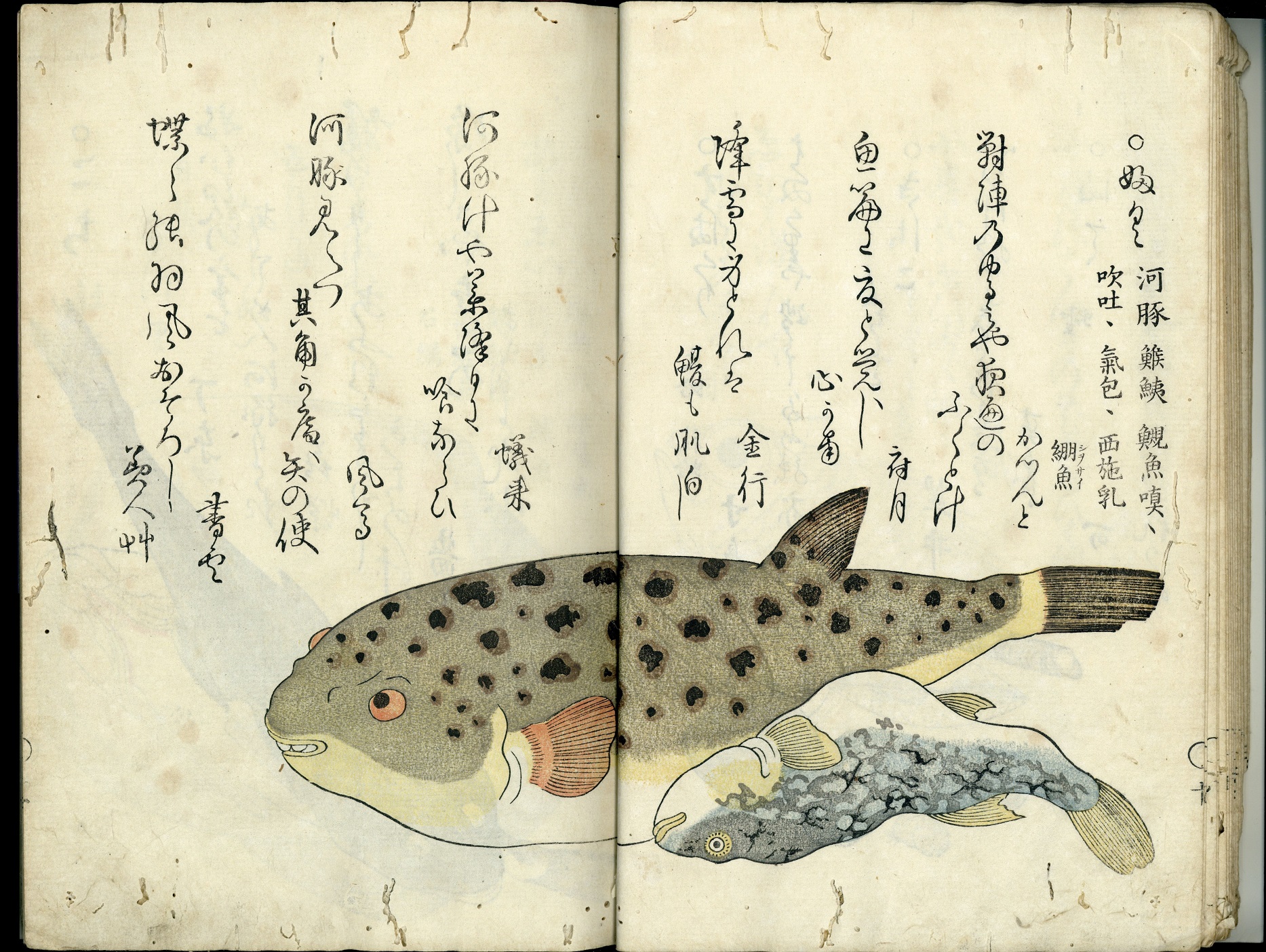 雅俗文庫『海の幸』『山の幸』をデジタル化しました | 九州大学附属図書館
